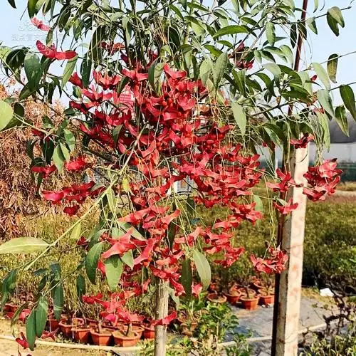 丝棉木盆景(丝棉木适合什么土壤)