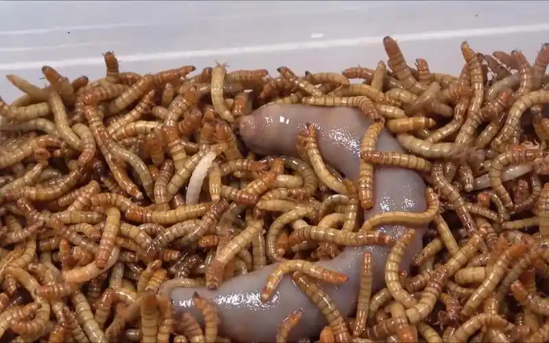 虫子大乱斗,密集恐惧症患者慎入!