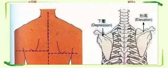 肩胛骨内收与外展运动评估
