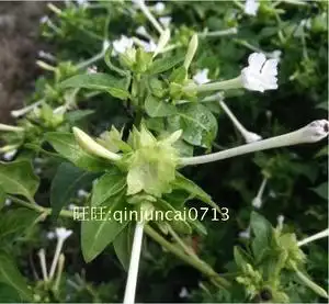 原生态 中药材入地老鼠 白茉莉花根 花粉头 胭脂花头 自采新鲜货