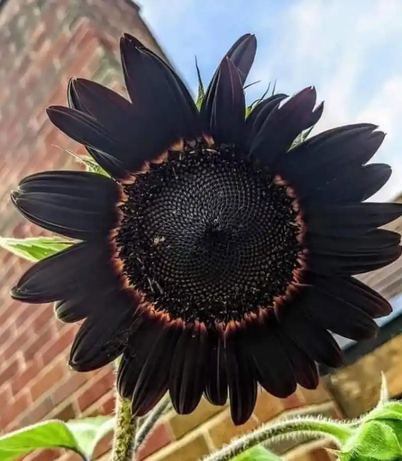 没想到还有黑色的向日葵,看上去很特别,像是黑色的太阳!