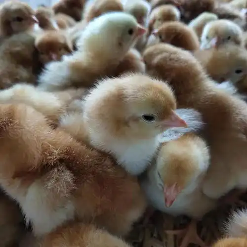 供应青脚土鸡苗/青脚麻鸡苗/蛋鸭苗/肉鸭苗/三黄鸡/乌鸡苗