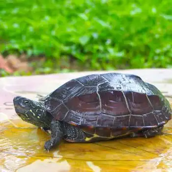 8-9厘米 中华草龟单身一只