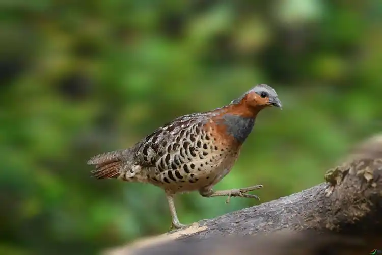 声声慢《第一次拍红胸竹鸡》