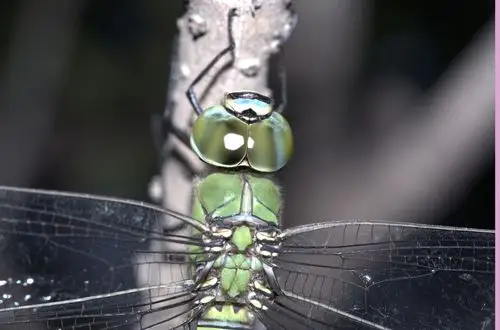 绿蜻蜓