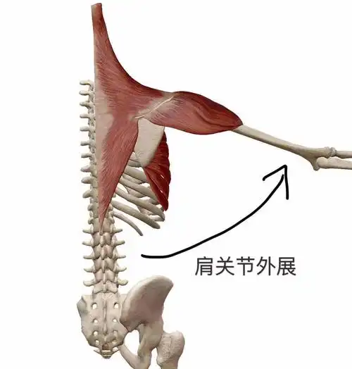 三角肌后束的功能d三角肌中束只有一个功能就是肩关节外展三角肌中束