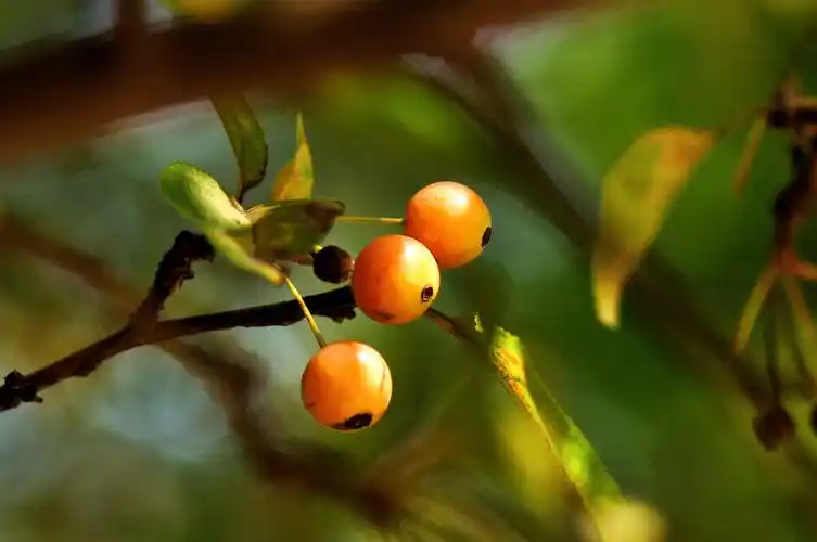 秋天里拍到的小果子