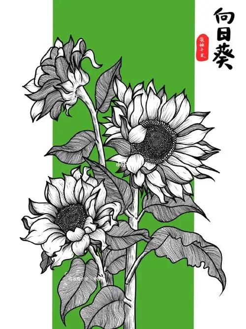线描花卉向日葵2内含具体详细步骤图