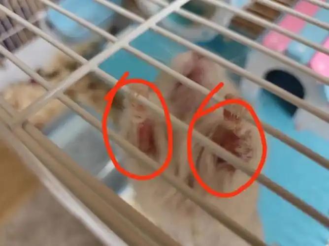 求助帖73肥墩墩布丁仓鼠腋下脱毛怎么办