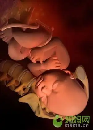 怀孕过程[图组]