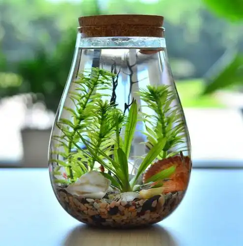 热销生态瓶 鱼 微景观小鱼
