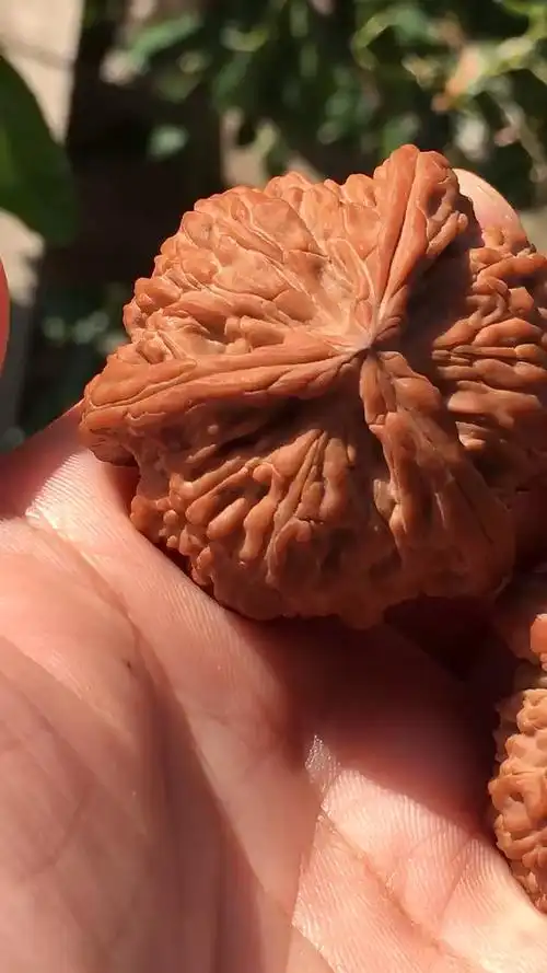 文玩核桃#滴溜圆的白狮子三棱正奔