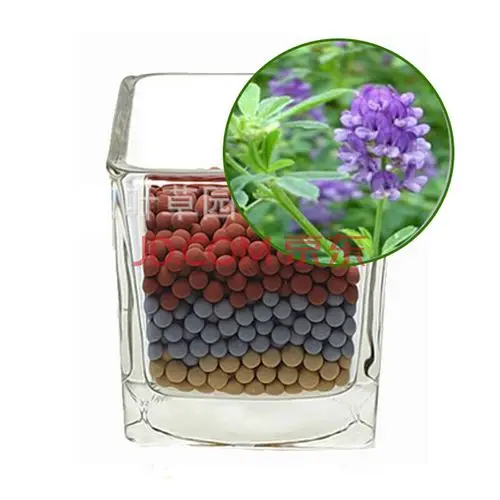 diy造景幸运草 追云草 爱情草 彩叶草 情思草 岩石草 金钱草 心形草