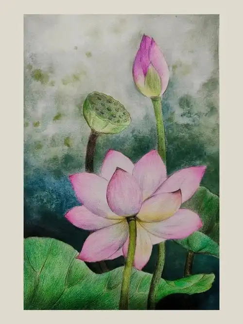 彩铅荷花