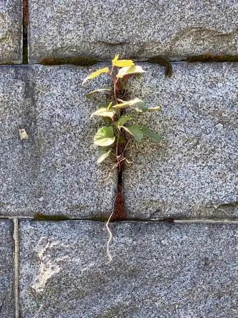 1,非常坚强,具有顽强的生命力.2,强硬不屈,顽强的革命精神.