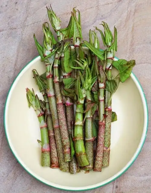 日本虎杖:地表最强入侵植物,穿墙破壁の房屋杀手,其实超无辜