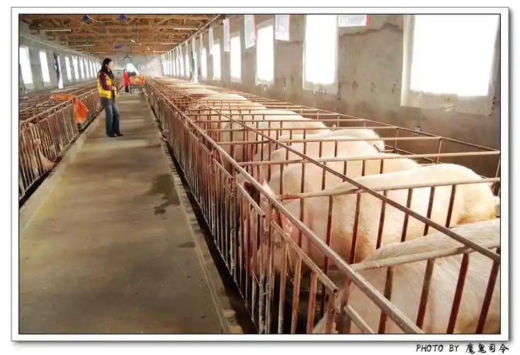 参观"重庆坤隆养猪场"(上)