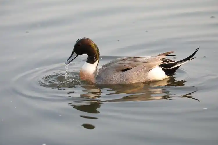 2019年12月28日大美浑河厉时4个小时全程趴拍飞版(红雁)与(针尾鸭)