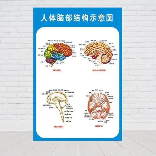 大脑解剖图脑示意图医院布置海报医学宣传人体器官解剖挂图贴颅神经