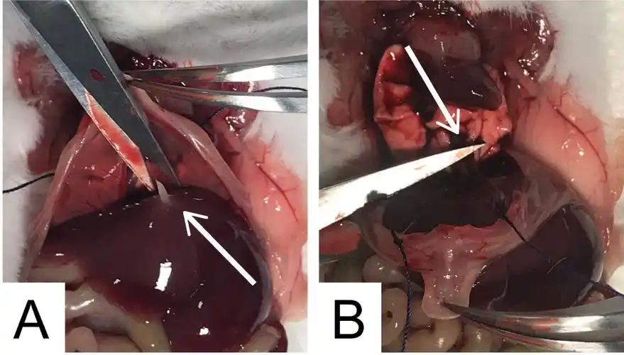 mouse phrenic nerve hemidiaphragm assay (mpn)