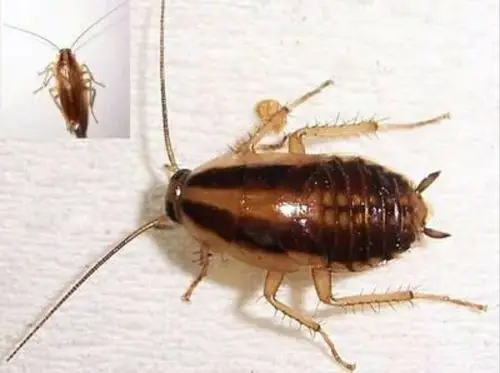 请问墙上这些小虫子是什么?