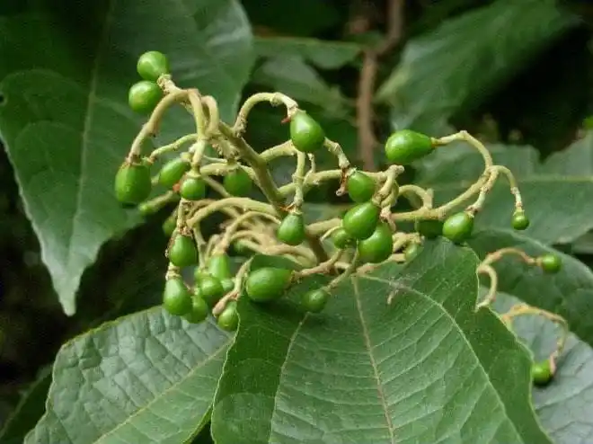 布渣叶的图片,布渣叶图片大全_中华康网