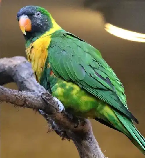 p data-id="ucsilvrq0lvu">吸蜜鹦鹉属(学名: i>trichoglossus /i>)