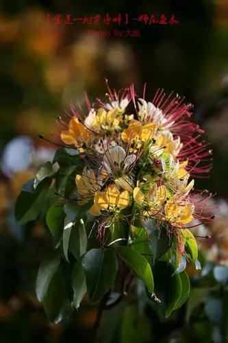 【再拍鱼木花】