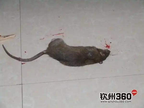 古有武松打虎,我的弱阿滴滴打老鼠,打断两条扫把棍(场面血腥)