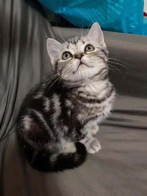 自家美短标斑妹妹母猫  10.