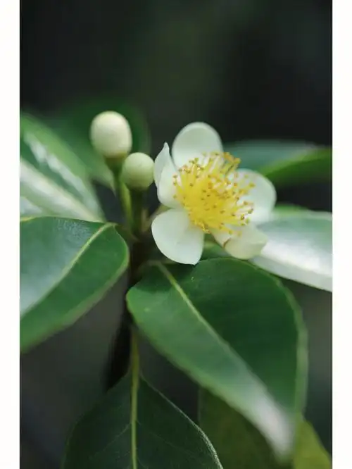 木荷美丽的防火树