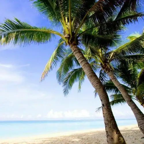 有椰子从树上掉下来了头像