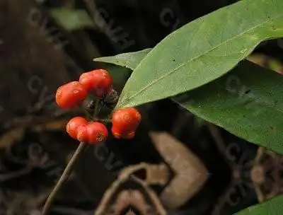 中草药汇编》:丢了棒   【拼音名】diū le bànɡ   【别名】刁