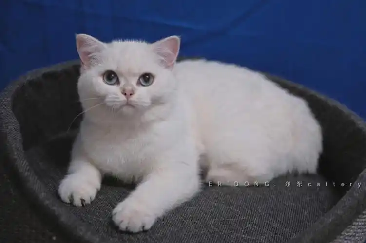 刚出尴尬期的银点妹妹