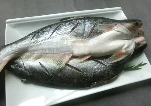 巴沙鱼人工养殖前景怎么样-全民百科