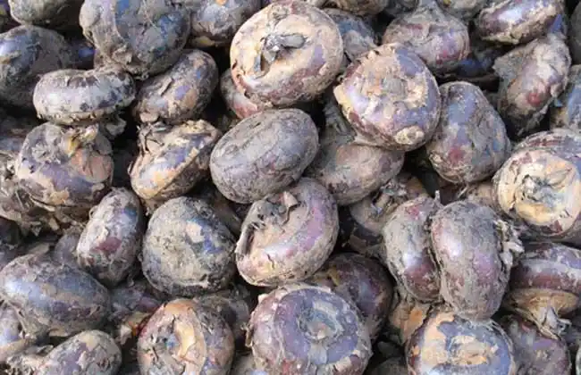 荸荠品种图片大全