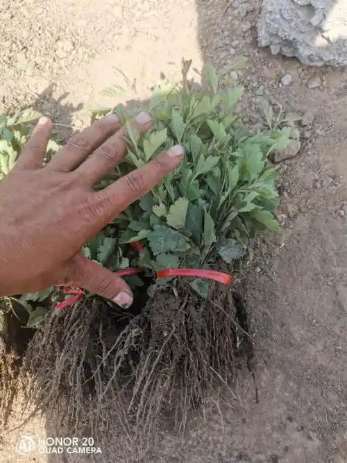 哪里有山楂芽苗,山楂实生苗价格