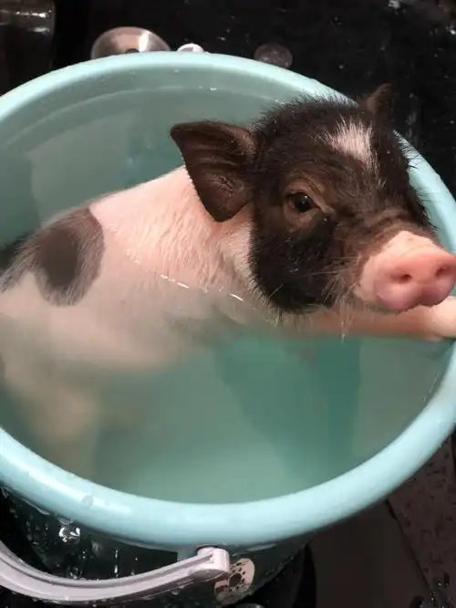 给大哥洗澡按摩#猪猪洗澡#热门#猪咖