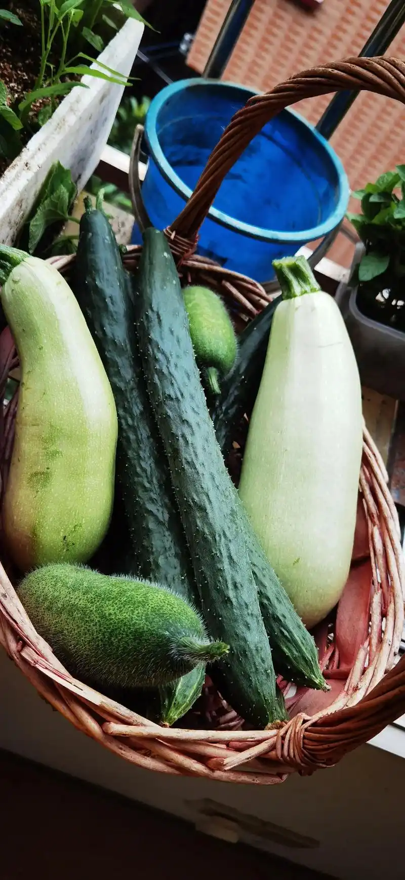 充气一般的云南小瓜#抖音助农 #自己种的纯天然的绿色蔬菜  - 抖音
