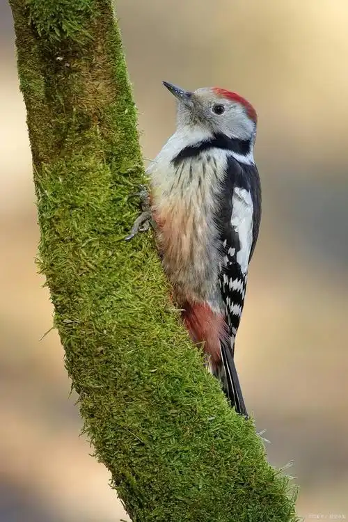 吃蜜蜂的啄木鸟