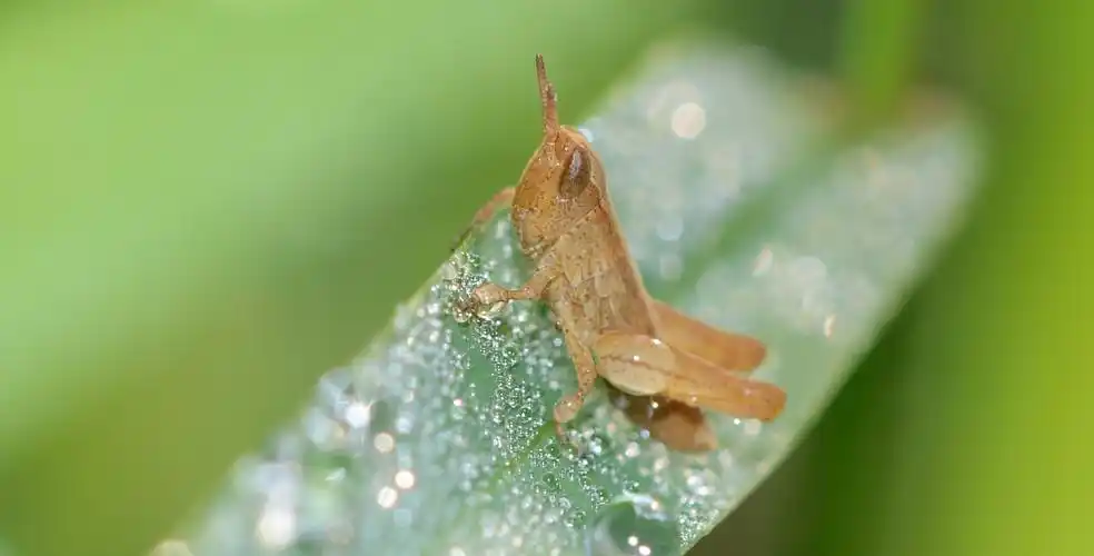 [生态摄影] 小蚂蚱