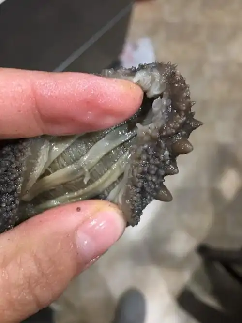 帮忙看看哪个海参好?