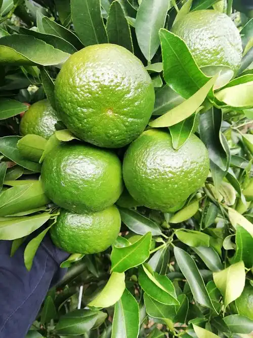 好柑橘,用好药,晚绿伴你走向小康生活!