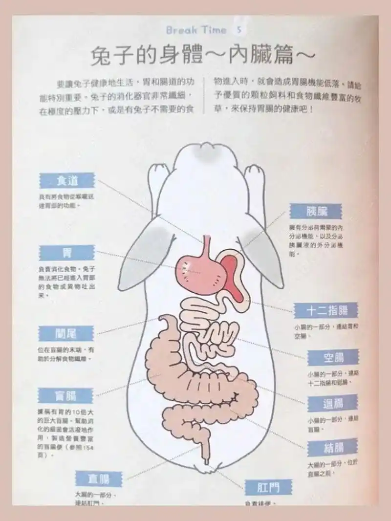 《可爱兔子饲育法》-兔兔的内脏图 之前发过一个黑白色的兔兔内脏图