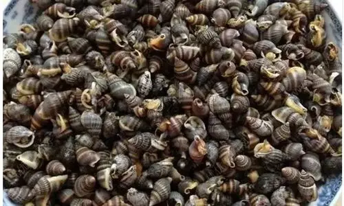 织纹螺长什么样?