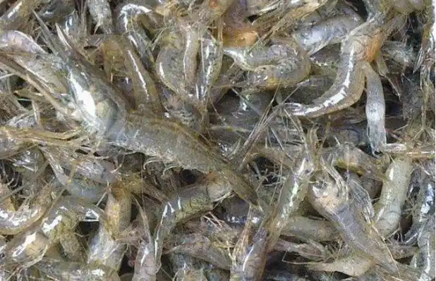 小知识:草虾是海虾还是河虾(草虾产地在哪,和基围虾有什么区别)-图2