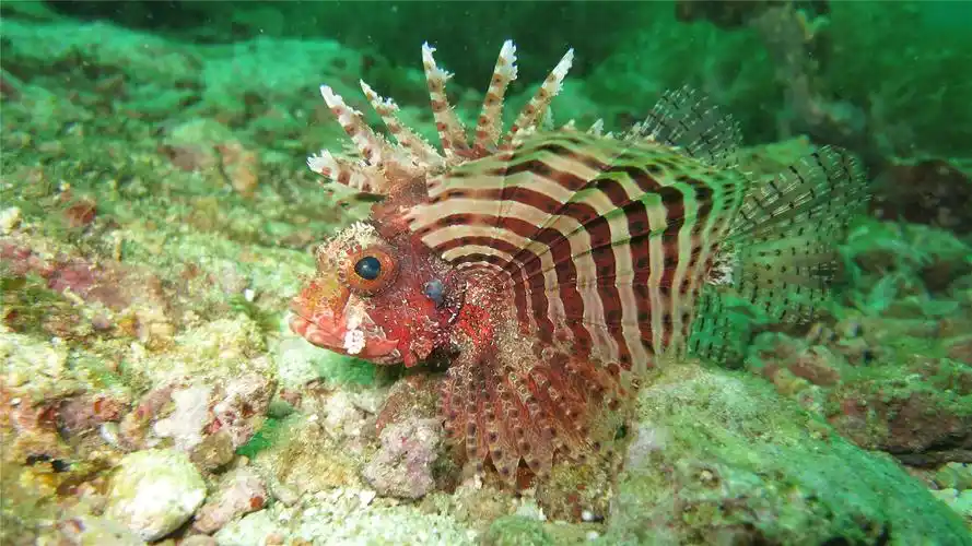 海洋凶猛狮子鱼高清桌面壁纸