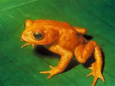 category archive: amphibians