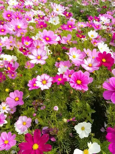 格桑花在香蜜公园盛开!