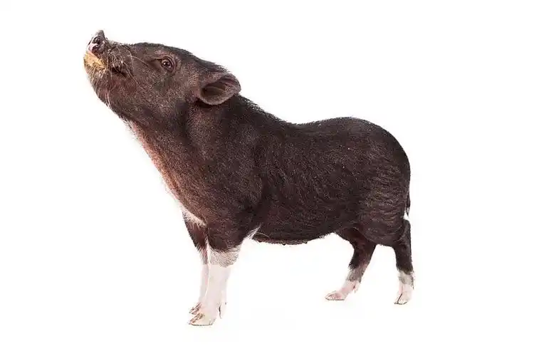 猪_凌乱_脸_侧面_年轻_小_女黑人_高清图片_全景视觉